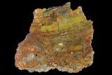 Polished Red/Yellow Petrified Wood (Araucarioxylon) - Arizona #147897-1